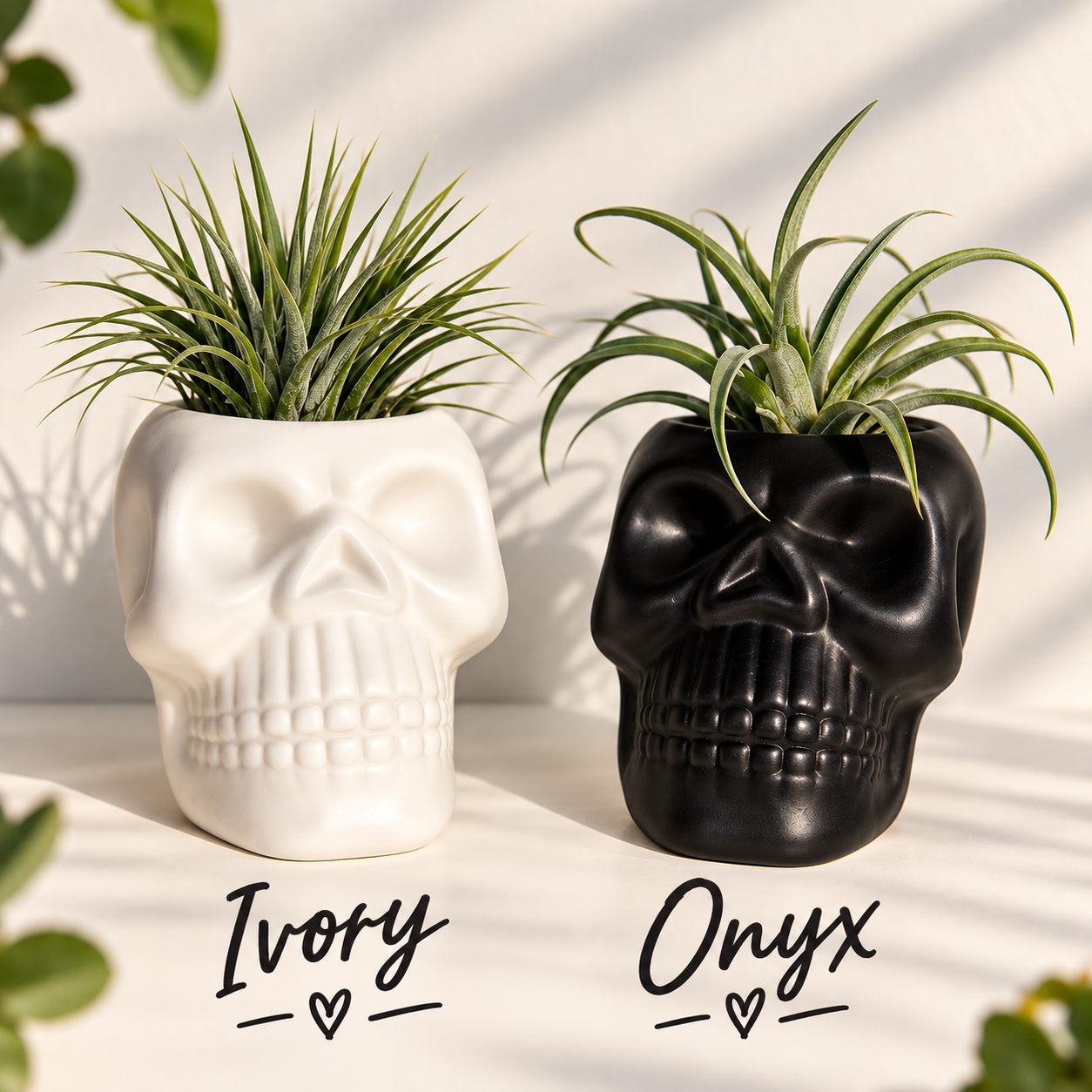 Ivory & Onyx